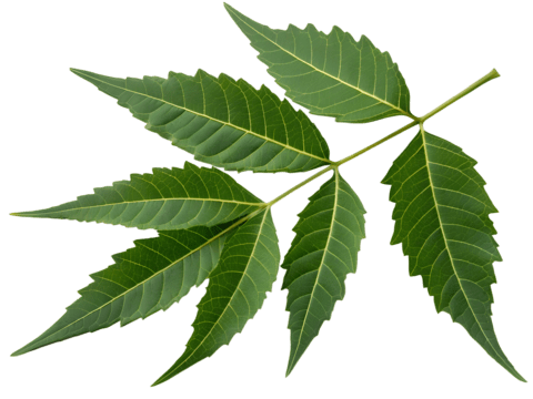 Neem